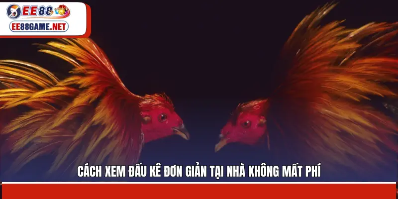 Cách xem đấu kê đơn giản tại nhà không mất phí