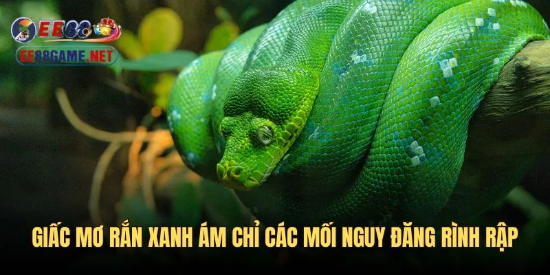 Điềm báo xấu về giấc mơ rắn màu xanh 