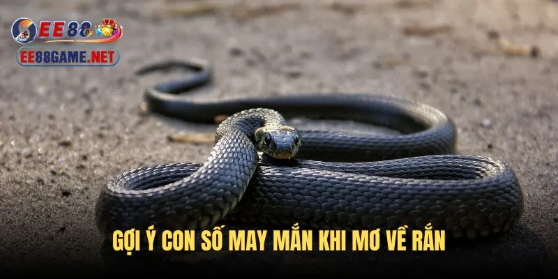 Gợi ý các con số đem đến may mắn khi mơ về rắn
