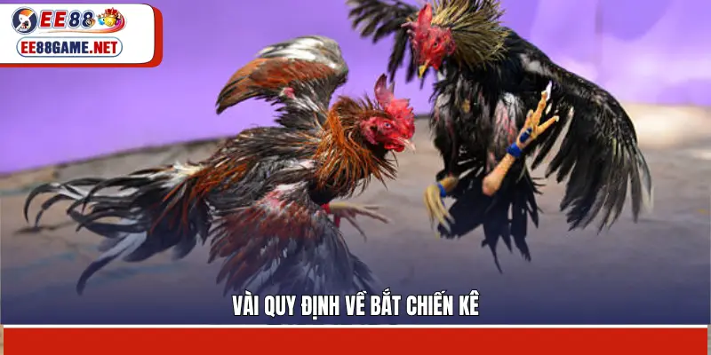 Vài quy định về bắt chiến kê